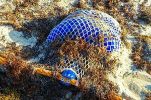 Seaweed Sargazo net caribbean beach water Playa del Carmen Mexico. photo