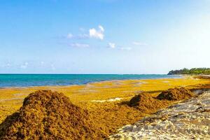 Beautiful Caribbean beach totally filthy dirty nasty seaweed problem Mexico. photo