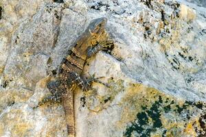 Iguana on rock tropical jungle Playa del Carmen Mexico. photo