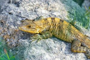 Iguana on rock tropical jungle Playa del Carmen Mexico. photo