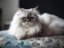 el persa de gato placidez en un felpa almohada foto