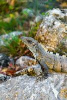 Iguana on rock tropical jungle Playa del Carmen Mexico. photo