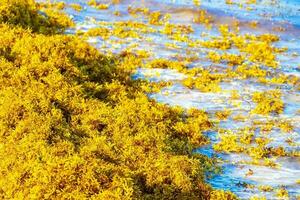 Beautiful Caribbean beach totally filthy dirty nasty seaweed problem Mexico. photo