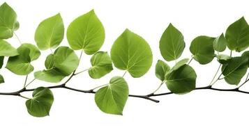 Green tree leaves and branches isolated on white background, generate ai photo