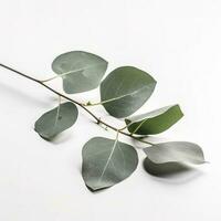 Eucalyptus branch isolated on white background. Flat lay, top view. floral concept, generate ai photo