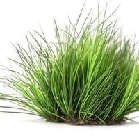 GREEN ornamental grass isolated on white backgroundi, generate ai photo