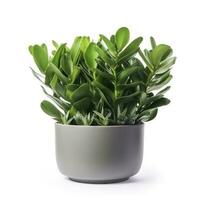 Earth Day, Pot with Zamioculcas home plant on white background, generate ai photo