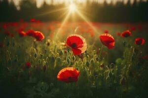 Anzac Day memorial poppies. Field of red poppy flowers to honour fallen veterans soldiers in battle of Anzac armistice day. Wildflowers blooming poppy field landscape, generate ai photo