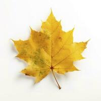 Autumn leave isolated on white background , generate ai photo