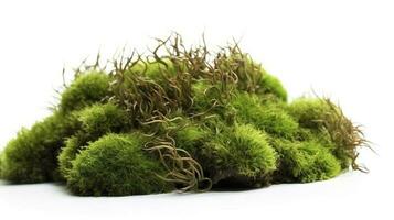 Green moss with grass isolated on white background, generate ai photo