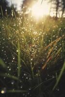 a close up of grass with dew drops on it and a blurry background of the grass and the sun shining through the drops of the grass on the grass is a sunny day light. photo