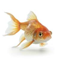 goldfish isolated on white background, generate ai photo