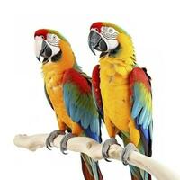 parrots isolated on white background, generate ai photo