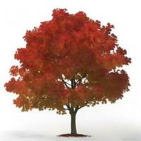 Autumn Blaze Maple isolated on white background, generate ai photo