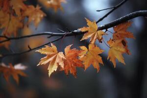 autumn maple leaves in a row, vivid colors, panorama illustration on black background photo