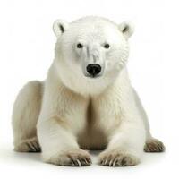 Polar bear isolated on white background, generate ai photo