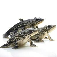 Plecos isolated on white background, generate ai photo