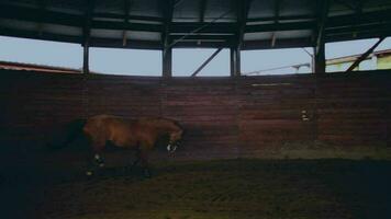 rennen paard in de klein houten arena video