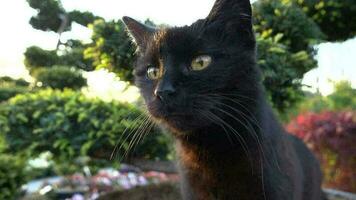 negro gato disfrutando calentar tarde mientras asientos Entre jardín plantas video