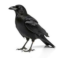 Crow isolated on white background, generate ai photo