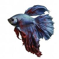 Betta fish isolated on white background, generate ai photo