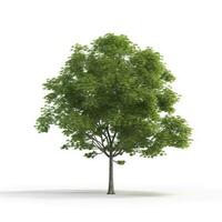 Rain tree isolated on white background. Tropical tree, generate ai photo