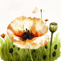 Summer concept. Beautiful watercolor Poppies. A radiant Poppies. Natures Beauty. photo