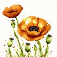 Summer concept. Beautiful watercolor Poppies. A radiant Poppies. Natures Beauty. photo