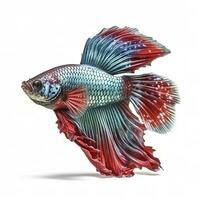 Betta fish isolated on white background, generate ai photo