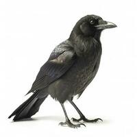 Crow isolated on white background, generate ai photo
