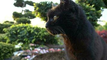 schwarz Katze genießen warm Tag Nahansicht schleppend Bewegung video