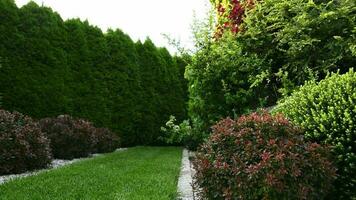 chemin de vert herbe entre des arbres. video