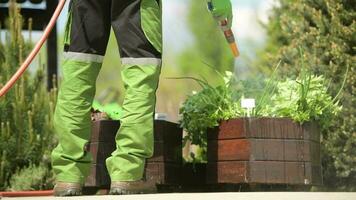 erbe aromatiche irrigazione utilizzando giardino tubo flessibile. giardino lavoro. video