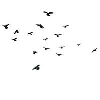 Silhouette sketch of a flock of flying birds, flight in different positions. Hover, soaring, landing, flying, flutter vector