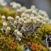 Arctic tundra lichen moose close up photo