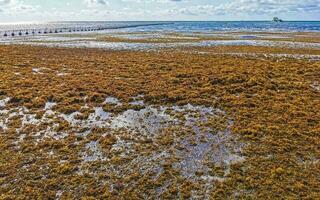 Beautiful Caribbean beach totally filthy dirty nasty seaweed problem Mexico. photo