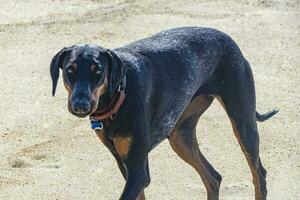 Beautiful friendly looking stray dog pet in Puerto Escondido Mexico. photo