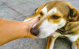 Beautiful friendly looking stray dog pet in Puerto Escondido Mexico. photo