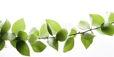 green leaves and leaves on white background free photo collection, in the style of Vicente Redondo, text based, precisionist, linear simplicity, antti lovag, printed social commentary, generate ai