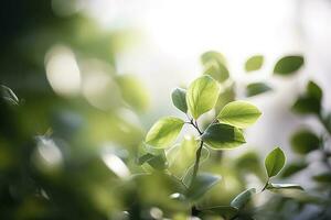 Close up of nature view green leaf on blurred greenery background under sunlight with bokeh and copy space using as background natural plants landscape, ecology wallpaper or cover, generate ai photo