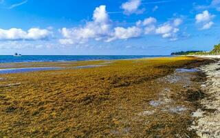 Beautiful Caribbean beach totally filthy dirty nasty seaweed problem Mexico. photo