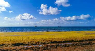 Beautiful Caribbean beach totally filthy dirty nasty seaweed problem Mexico. photo