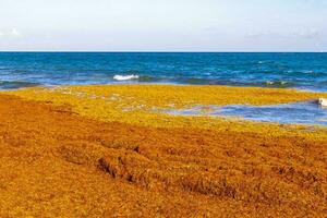 Beautiful Caribbean beach totally filthy dirty nasty seaweed problem Mexico. photo