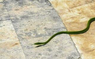 Green poisonous snake reptile crawls on the ground in Mexico. photo