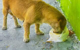 Hungry stray dog eats food scraps from the street Mexico. photo