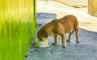 Hungry stray dog eats food scraps from the street Mexico. photo