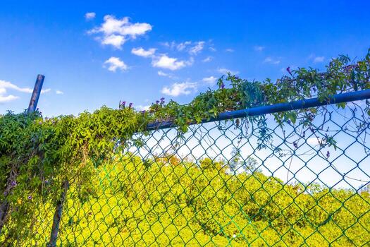 tropical selva bosque naturaleza adjunto cercado detrás barras en México. foto