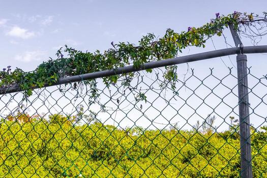 tropical selva bosque naturaleza adjunto cercado detrás barras en México. foto