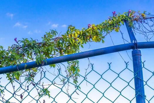 tropical selva bosque naturaleza adjunto cercado detrás barras en México. foto