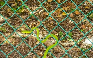 Green poisonous snake reptile crawls up fence in Mexico. photo